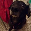 https://be.holidog.com/ImagesPetSitters/18A6D4CB-797B-4520-B4FE-1891E8D0266C_square_120.jpg Amico....-34976-2