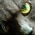 https://be.holidog.com/ImagesPetSitters/1967F84F-7311-4B03-BBE8-11963C944470_square_120.jpg L'amoureuse-des-chats-20328-1