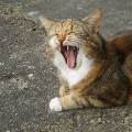 https://be.holidog.com/ImagesPetSitters/19D2FA30-4992-4F47-82E8-BCB7985F4D6F_square_120.jpg Passion'chien-chat-2957-3