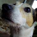 https://be.holidog.com/ImagesPetSitters/1CF18BA8-2B67-4CD4-AF18-3771BB7CFF63_square_120.jpg The-Dog-Lover-351238-1