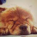 https://be.holidog.com/ImagesPetSitters/1ECD985F-29EF-4BC2-A773-2FC4E3F8C0EA_square_120.jpg Salim--121543-1