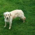 https://be.holidog.com/ImagesPetSitters/1F0A5D3A-90A8-41EB-AB9F-E829FB953813_square_120.jpg Dogsitting-42487-1