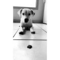 https://be.holidog.com/ImagesPetSitters/1F737C00-60E0-43C5-8B4E-1BCCD00461F9_square_120.jpg Le-paradis-des-animaux--232276-1