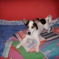 https://be.holidog.com/ImagesPetSitters/1FC8448B-3E4C-4AD0-ACD8-86DCF5FE3C3E_square_120.jpg Ci-penso-io!-86580-2