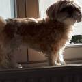 https://be.holidog.com/ImagesPetSitters/1FF02CD7-560A-4669-907E-78B40618C3D6_square_120.jpg MARRAINE-DES-TOUTOUS--46208-2