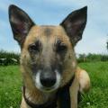 https://be.holidog.com/ImagesPetSitters/20109BC8-DC23-4DBE-BF11-9F0166DBED38_square_120.jpg Avec-Laëtitia,-c'est-sympa-15764-0