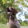 https://be.holidog.com/ImagesPetSitters/20184D61-CC5A-41B0-B0EC-1762A5D1180F_square_120.jpg Pisa-173017-0