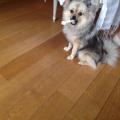 https://be.holidog.com/ImagesPetSitters/20D54C2A-1681-4CBC-976A-4E50CE428DFB_square_120.jpg 9184-0