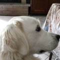 https://be.holidog.com/ImagesPetSitters/2156E29E-05B4-4164-92B8-F3E3717BAEAE_square_120.jpg Cuor-di-zampa-129117-3