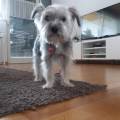 https://be.holidog.com/ImagesPetSitters/2201633B-523E-4468-92B9-252E96165DEB_square_120.jpg Homepets-149366-2