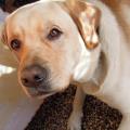 https://be.holidog.com/ImagesPetSitters/227CF8DF-1C93-4808-9628-E257B793E5DD_square_120.jpg 6030-3
