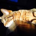 https://be.holidog.com/ImagesPetSitters/22ECBD39-1014-4FBC-BF88-0F0199C05922_square_120.jpg Amoureuse-des-animaux-483576-1