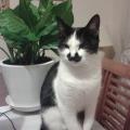 https://be.holidog.com/ImagesPetSitters/2358EAC2-8D9D-42A8-AFBA-D3CBAF4FB84F_square_120.jpg UNE-NOUNOU-QUI-VOUS-CHOUCHOUTERA-53033-3