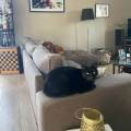 https://be.holidog.com/ImagesPetSitters/2363F688-679A-4654-970D-DAA6B75985B1_square_120.jpg Pet-sitting-By-Vic-100909-3