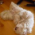 https://be.holidog.com/ImagesPetSitters/23DA24E0-BCE6-4F52-A736-B50C04F03370_square_120.jpg complicité-chiens-et-chats--294059-2