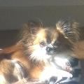 https://be.holidog.com/ImagesPetSitters/242FBE9A-CF10-47F2-9A35-FE993F9938F0_square_120.jpg Les-p'tites-patounes-96270-1