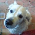 https://be.holidog.com/ImagesPetSitters/24401306-68F3-4C20-AC45-F1A8E16E2283_square_120.jpg Les-Amis-des-Animaux-86916-3
