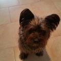 https://be.holidog.com/ImagesPetSitters/2460B67E-AF3D-4CED-95EB-8AD8C17DFEC2_square_120.jpg 11712-1