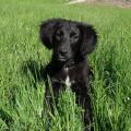 https://be.holidog.com/ImagesPetSitters/2479A6E8-EC83-4D1A-A07D-1A8566F1C59A_square_120.jpg Entre-chiens-et-chats...-186286-0