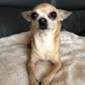 https://be.holidog.com/ImagesPetSitters/24F7A889-84E3-46B4-975A-732E6198845F_square_120.jpg La-passionnée-des-chiens-53316-2