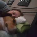 https://be.holidog.com/ImagesPetSitters/260103A5-E0BB-4921-A526-678C6DF9689E_square_120.jpg amore-per-gli-animali-127176-0