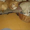 https://be.holidog.com/ImagesPetSitters/2607AF8E-15C0-44BA-822A-5726F0273550_square_120.jpg belle-passeggiate-per-i-campi-51844-3