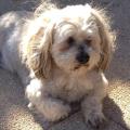 https://be.holidog.com/ImagesPetSitters/26590C0A-A2FF-4CFC-8D8C-96C0513D8DDB_square_120.jpg Dog-sitter-à-votre-service-!-202605-1