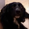 https://be.holidog.com/ImagesPetSitters/2682B692-D4B3-4E5D-9A6B-3234A163BDCD_square_120.jpg Adoro-gli-animali-114155-0