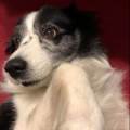 https://be.holidog.com/ImagesPetSitters/27D19AF0-1AF2-45D8-885D-CF0B16EF66C3_square_120.jpg Ravie-et-impatiente--43288-3