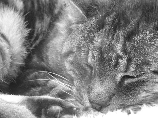 pet-sitter bru olivia ce5436f8-1c0b-4727-9759-db3fffd10628