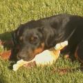 https://be.holidog.com/ImagesPetSitters/280DAD6F-5C15-4A35-8E07-E8CA22FBCB44_square_120.jpg My-Special--Dog-15315-0
