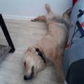 https://be.holidog.com/ImagesPetSitters/293B089C-BEDC-4181-8517-6CF6725CC777_square_120.jpg Marion-441261-3
