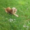 https://be.holidog.com/ImagesPetSitters/29A3627E-8928-4B66-8ECC-BA6F11365E0C_square_120.jpg "Amore-e-Coccole-per-gli-Animali"-163567-1