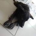 https://be.holidog.com/ImagesPetSitters/29DD5337-D035-44EA-86AF-7441FDD6F727_square_120.jpg Aux-petits-soins-69948-1
