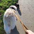 https://be.holidog.com/ImagesPetSitters/2A4862CC-D426-41A3-A281-C6B2DCAE31AA_square_120.jpg Dogsitting,-Comme-à-la-maison-59837-3