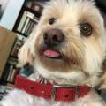 https://be.holidog.com/ImagesPetSitters/2B72556B-917F-44AA-B645-26BF6FF063B3_square_120.jpg Pet-Paradise--497789-2