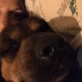 https://be.holidog.com/ImagesPetSitters/2BE99704-5CD5-492C-81F3-F43702255DD4_square_120.jpg Una-passione,-non-un-lavoro-135523-1