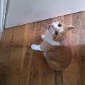 https://be.holidog.com/ImagesPetSitters/2BF55868-9F1C-4D36-9D18-B3C6EE3DE73F_square_120.jpg Marley-and-me-15187-3