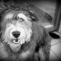https://be.holidog.com/ImagesPetSitters/2D4152E1-84D5-41C5-A6EA-E2C2D58C1E0D_square_120.jpg Le-Nid-douillet-d'Ambry-25102-2