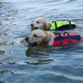 https://be.holidog.com/ImagesPetSitters/2E3FCDA8-4A13-4786-995B-7585A3127C8A_square_120.jpg 116491-1
