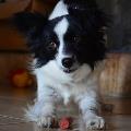https://be.holidog.com/ImagesPetSitters/2E8FF291-9C55-4A13-AB29-22997A6C7F8B_square_120.jpg Stroll-Girl-19464-2