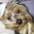 https://be.holidog.com/ImagesPetSitters/2F3903BC-BDEC-4996-A0B2-1832A3413FA7_square_120.jpg Amo-gli-animali-alla-follia-31398-0