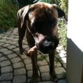 https://be.holidog.com/ImagesPetSitters/2F3E636B-F506-4F53-A98F-D67346B98621_square_120.jpg Confort-animal-124427-1