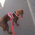 https://be.holidog.com/ImagesPetSitters/2F3EE601-610F-469A-9886-5C65395466EA_square_120.jpg Garde-de-chien-pour-l'été-231437-2
