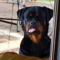 https://be.holidog.com/ImagesPetSitters/30AA740B-8FC5-4D86-8AE5-F22E8F271A84_square_120.jpg Amante-degli-animali--141272-1