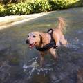 https://be.holidog.com/ImagesPetSitters/311AE766-4CFF-4E07-A837-748440F3D993_square_120.jpg Il-vostro-cane-sarà-felice-con-me!--112408-2