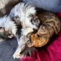 Etudiant,-ami-des-animaux-100096-1