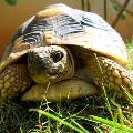 https://be.holidog.com/ImagesPetSitters/3261FBF4-DBE8-40C2-8BF7-D1F75240DDE6_square_120.jpg Nelly-:Les-Vacances-De-Votre-Animal-963-1