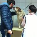 https://be.holidog.com/ImagesPetSitters/32D3D9BB-5BBA-46A8-8EE1-06601E24E3DE_square_120.jpg Tanto-amore,affetto-e-divertimento.-43190-2