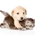 https://be.holidog.com/ImagesPetSitters/32E023D7-6FE5-4096-B57D-44AEA7967473_square_120.jpg 48249-0